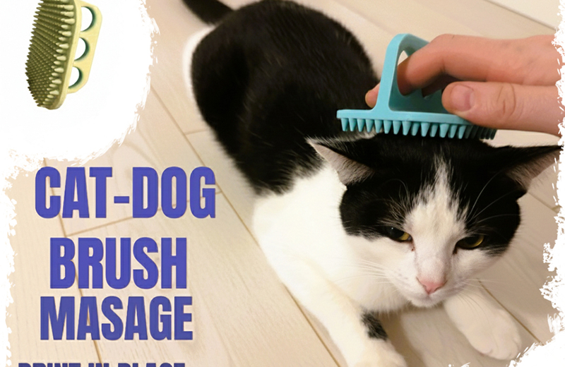 新澳门大门大全